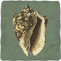 Oceans Treasure I Fine Art Print