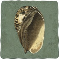 Oceans Treasure II Fine Art Print