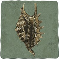 Oceans Treasure V Fine Art Print