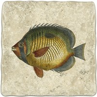 Butterfly Fish I Framed Print