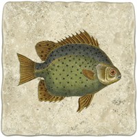 Butterfly Fish II Fine Art Print