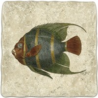 Angel Fish I Fine Art Print