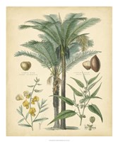 Fruitful Palm I Fine Art Print