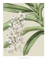 Orchid Blooms I Fine Art Print