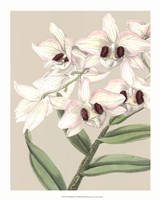Orchid Blooms II Fine Art Print