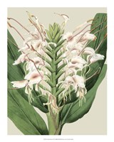 Orchid Blooms IV Fine Art Print