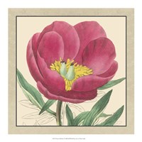 Peony Collection I Fine Art Print