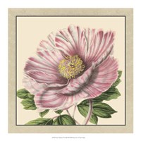 Peony Collection II Fine Art Print