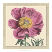 Peony Collection III Fine Art Print