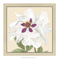 Peony Collection IV Fine Art Print