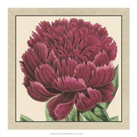 Peony Collection V Fine Art Print