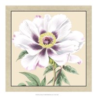 Peony Collection VI Fine Art Print