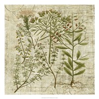 Garden Verses I Fine Art Print