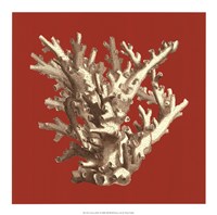 Coral on Red I Fine Art Print