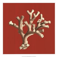 Coral on Red II Fine Art Print