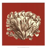Coral on Red III Fine Art Print