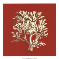 Coral on Red IV Fine Art Print