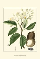 Tropicals I Fine Art Print