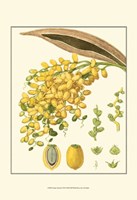 Tropicals VIII Fine Art Print