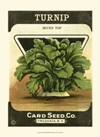 Turnip Fine Art Print