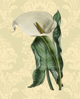 Calla with background (A) Fine Art Print