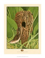 Long-Billed Marsh Wren Fine Art Print