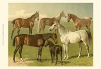 Horse Breeds I Fine Art Print