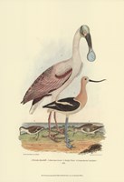 Roseate Spoonbill Fine Art Print