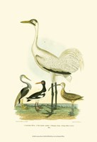 Louisiana Heron Fine Art Print