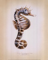 Potbelly Seahorse Framed Print