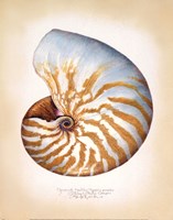 Chambered Nautilus Framed Print