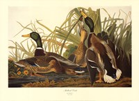 Mallard Duck by Dona Gelsinger - 27" x 20"