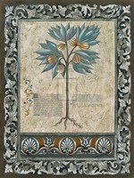 Fresco Botanica III Fine Art Print