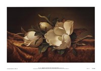 Magnolia On Gold Velvet Cloth by Martin Johnson Heade - 23" x 16" - $19.49