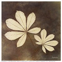 Horse Chestnut Leaf Fine Art Print