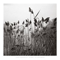 Prospect Lake Grasses Fine Art Print