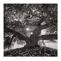 Under Camperdown Elm, Prospect Park Fine Art Print
