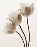 Composition with Three Tulips Fine Art Print