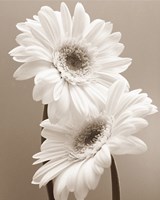 Two Daisies Fine Art Print