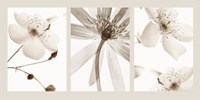 Sepia Floral Fine Art Print