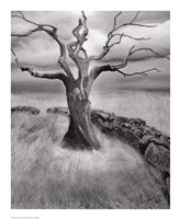 The Meadow Fine Art Print