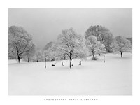 Prospect Park Trees Fine Art Print