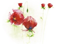 Red Poppies I Fine Art Print