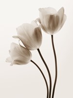 Composition with Three Tulips Fine Art Print