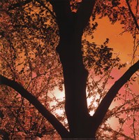 Sunset Forest I Framed Print