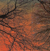 Sunset Forest III Framed Print
