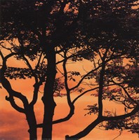 Sunset Forest IV Framed Print