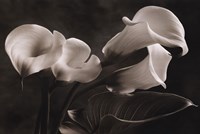 36" x 24" Calla Lily Pictures