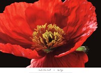 Red Poppy Fine Art Print