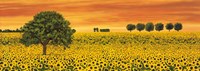 Field of Sunflowers Fine Art Print